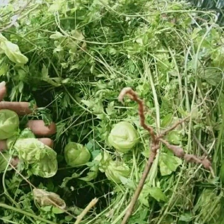 1kg cây xoan leo ( tầm bóp leo)