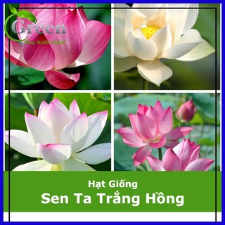 Hạt giống sen ta trắng hồng mix