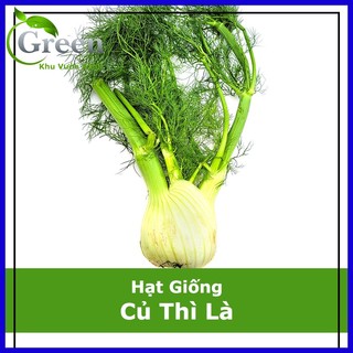 Hạt giống củ thì là fennel - củ hồi