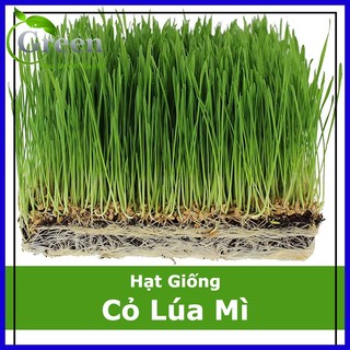 Hạt giống cỏ lúa mì đỏ - cỏ lúa mạch - wheatgrass