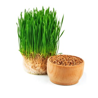 Hạt Giống Cỏ Lúa Mì Đỏ - Cỏ Lúa Mạch - Wheatgrass (100 Gam)
