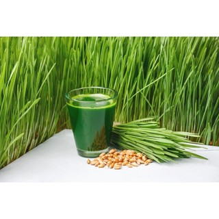 Hạt Giống Cỏ Lúa Mì Đỏ - Cỏ Lúa Mạch - Wheatgrass (100 Gam)