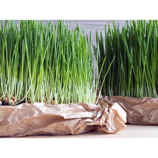 Hạt Giống Cỏ Lúa Mì Đỏ - Cỏ Lúa Mạch - Wheatgrass (100 Gam)