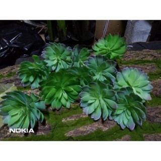 Cây sen đá giả to trang trí decor nhà cửa trang trí sân vườn bền đẹp hoa giả