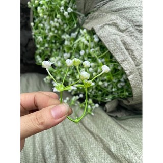 100gam cỏ điêm bi cụp trang trí phụ kiện