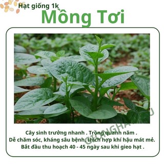 Hạt giống rau các loại