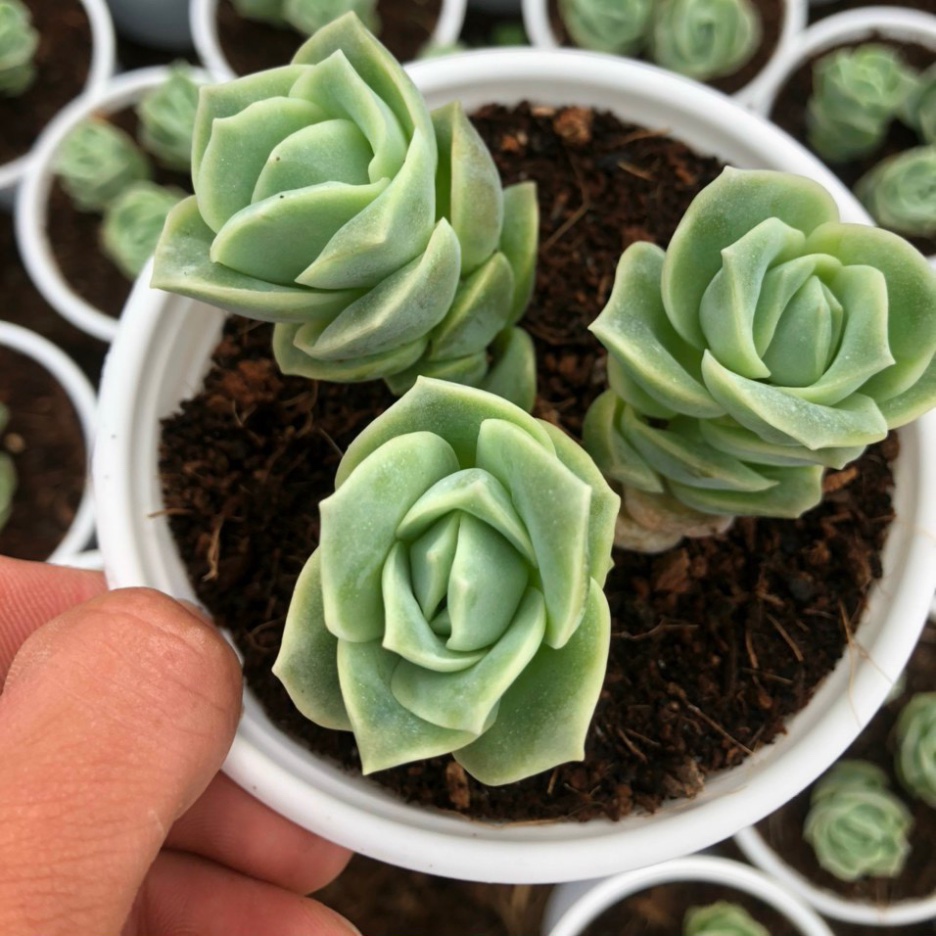 d Sen Đá HOA HỒNG HÀ LAN giống mới size trung 10cm - BAO LỖI 1 ĐỔI 1