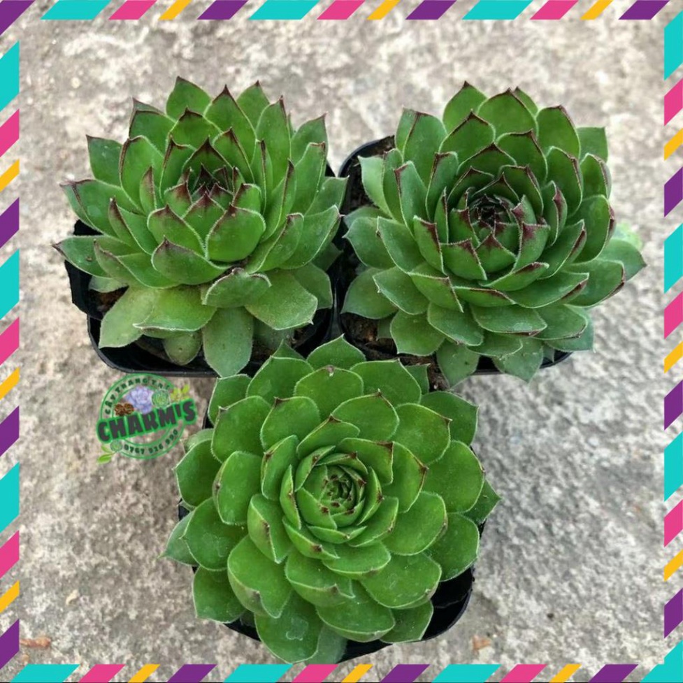 d Cây sen đá PHẬT BÀ size mini - size bầu 5cm cực đẹp - GIỐNG ĐÃ THUẦN KHÍ HẬU