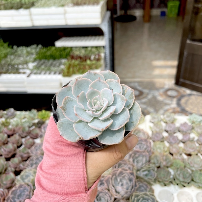 Sen Đá Hồng Phấn - size Bầu ( 6-7cm ) - Xả đất khi gửi ạ