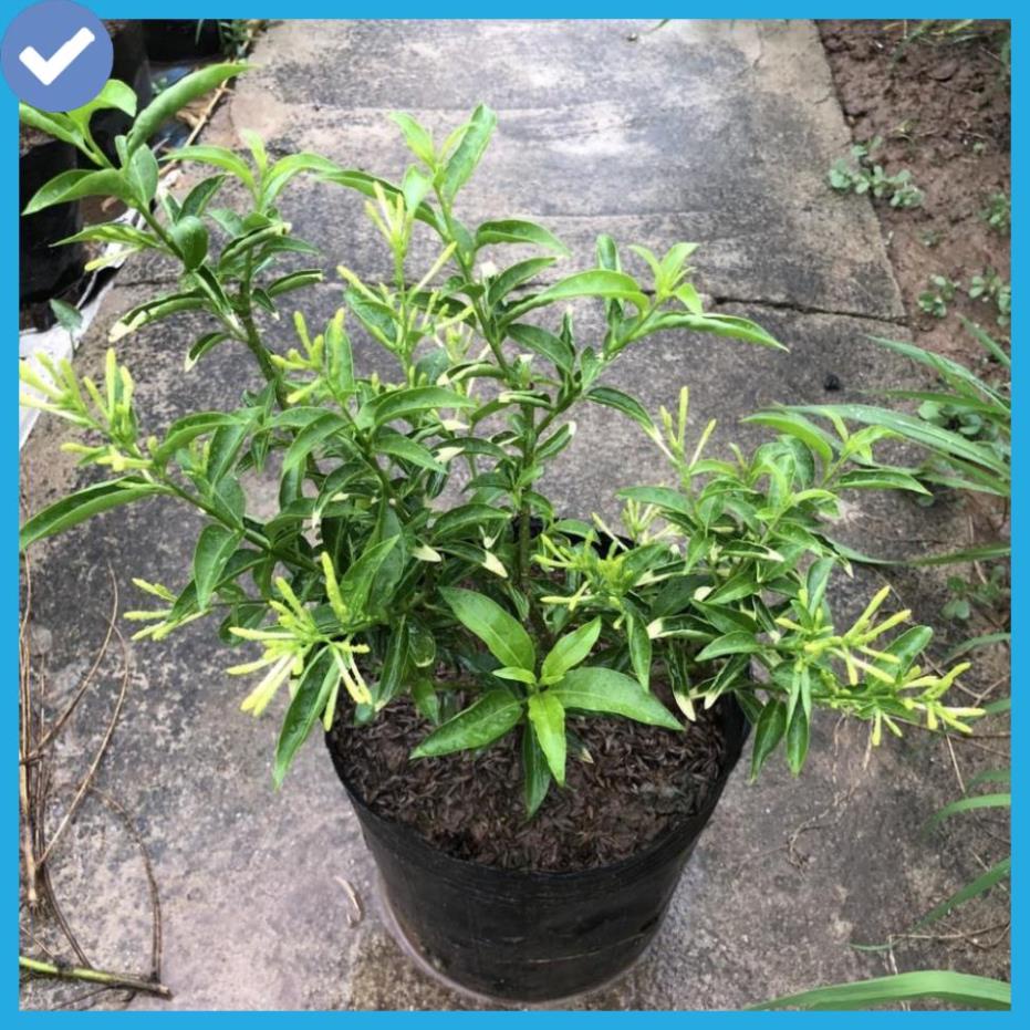 Cây hoa dạ hương, dạ lý hương, Cao 35cm lá cẩm thạch đêm có mùi thơm dễ chịu