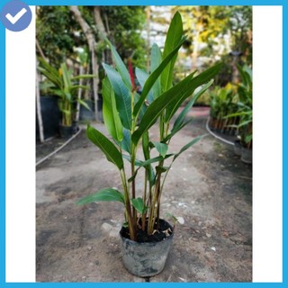 Cây chuối thiên điểu , cao 30-35cm bịch 3-4 thân