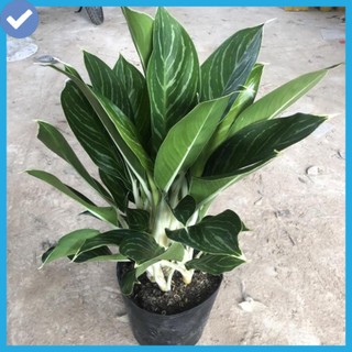 Cây bạch mã hoàng tử để bàn size to, chiều cao 65cm lá to đẹp bụi cây to khỏe.@