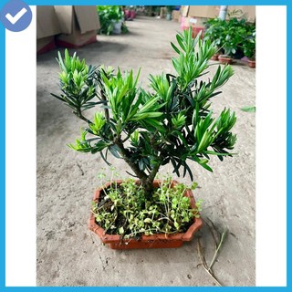 Cây tùng la hán bonsai để bàn, Cao 30cm thân gốc to, lá xanh khỏe