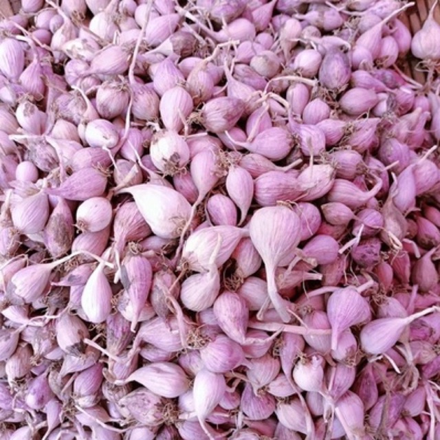 Tỏi cô đơn Yên Châu Sơn La - 1kg