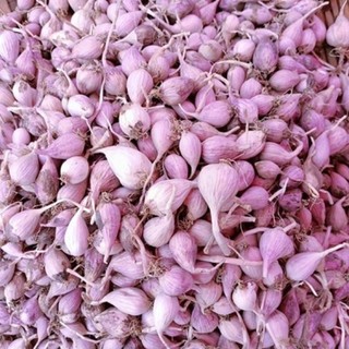 Tỏi cô đơn Yên Châu Sơn La - 1kg