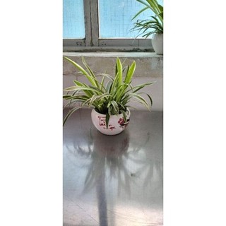 Lan Chi 25k/ chậu mũ