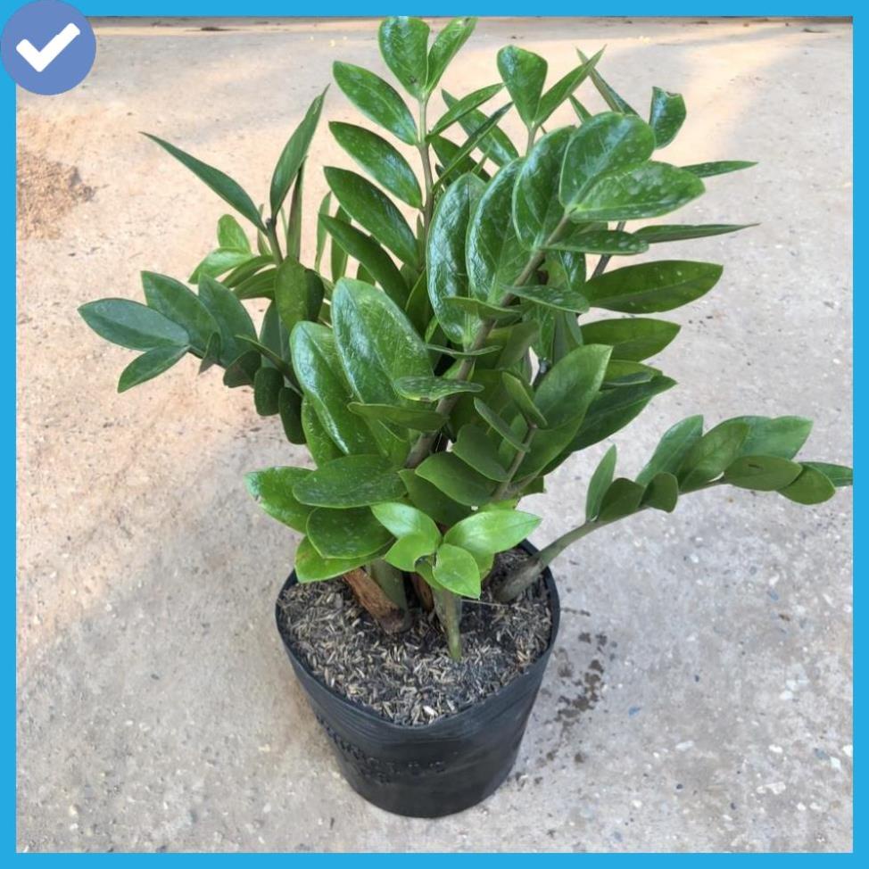 Cây kim tiền tài lộc để bàn cỡ vừa, cao 60 cm lá dày đẹp bụi to thân chắc khỏe