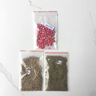 Combo 3C Gồm 3 Loại Hạt Giống Cỏ Chăn Nuôi (Cỏ Ruzi, Cỏ Ghine Mombasa, Ngô Sinh Khối)