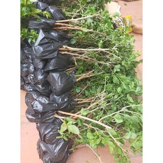 combo 3 HOA GIẤY NGŨ SẮC ĐẶC BIỆT (ảnh cuối )