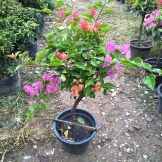 combo 3 HOA GIẤY NGŨ SẮC ĐẶC BIỆT (ảnh cuối )