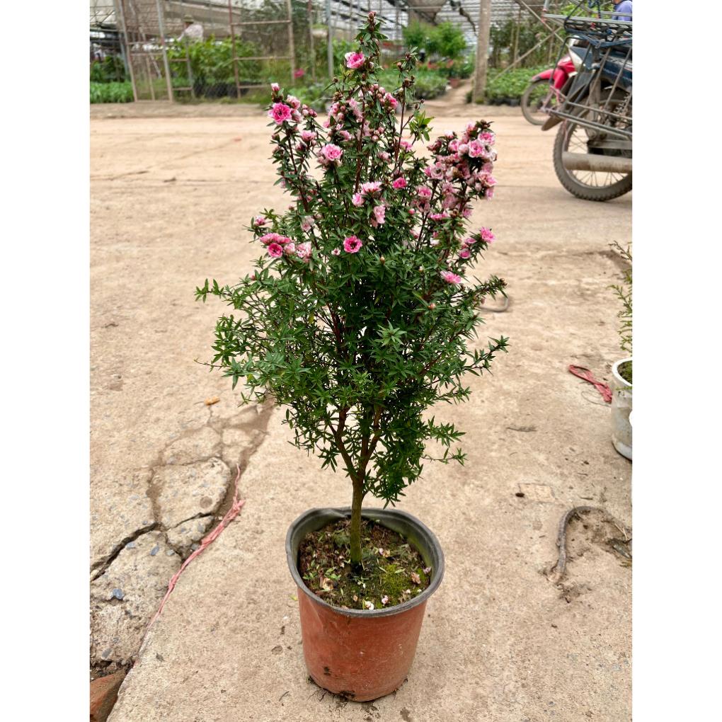 Cây tùng tuyết mai, nhất chi mai hoa nở rực rỡ cây khỏe, tán đều 18
