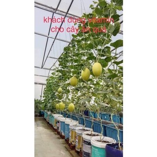 Hạt giống rau các loại