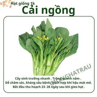Hạt giống rau các loại