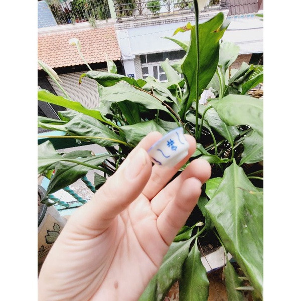 Chén - Dĩa Sứ cho Mô hình nấu ăn mini Hoặc trưng trong dollhouse,miniature