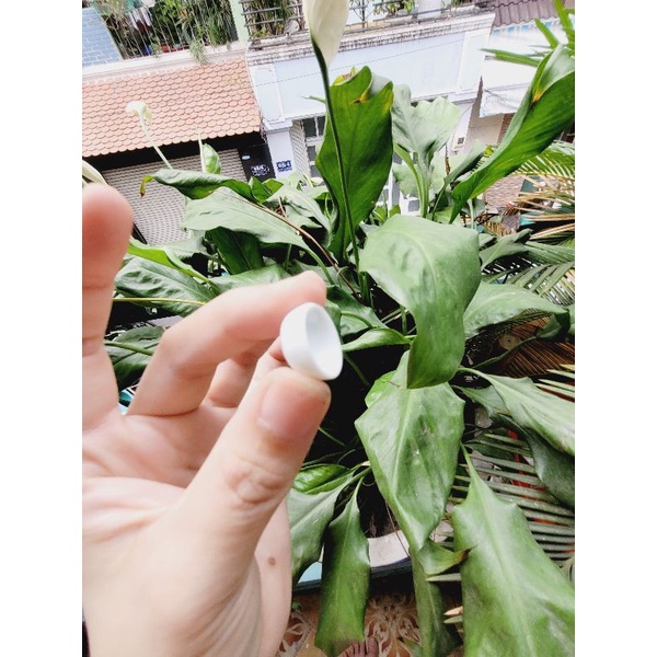 Chén - Dĩa Sứ cho Mô hình nấu ăn mini Hoặc trưng trong dollhouse,miniature