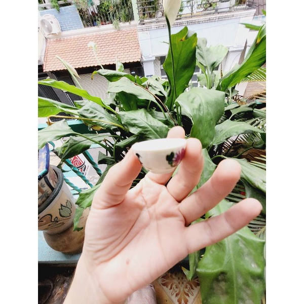 Chén - Dĩa Sứ cho Mô hình nấu ăn mini Hoặc trưng trong dollhouse,miniature
