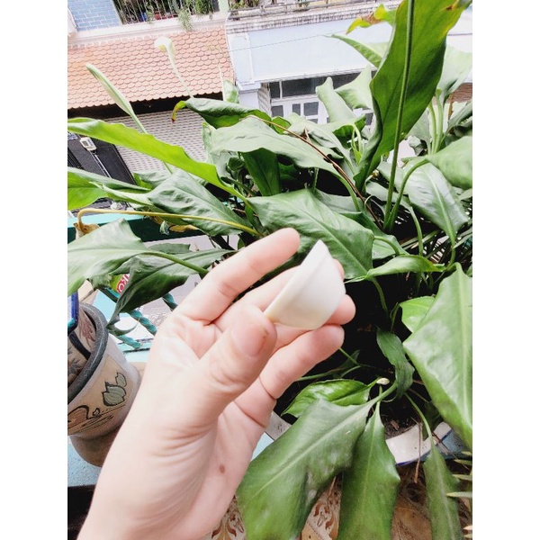 Chén - Dĩa Sứ cho Mô hình nấu ăn mini Hoặc trưng trong dollhouse,miniature