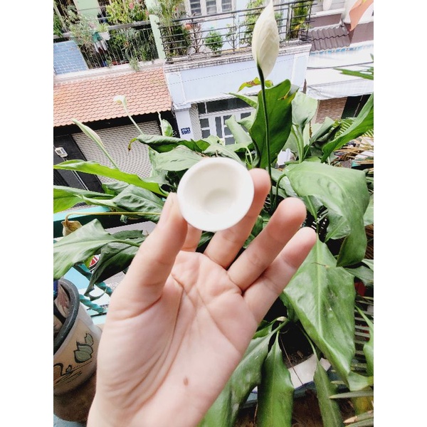 Chén - Dĩa Sứ cho Mô hình nấu ăn mini Hoặc trưng trong dollhouse,miniature