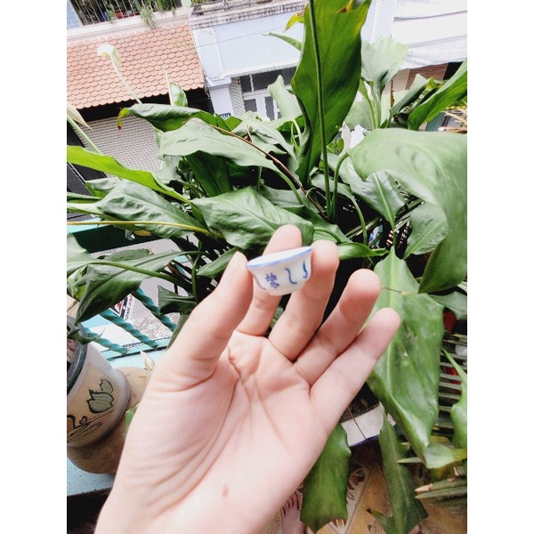 Chén - Dĩa Sứ cho Mô hình nấu ăn mini Hoặc trưng trong dollhouse,miniature