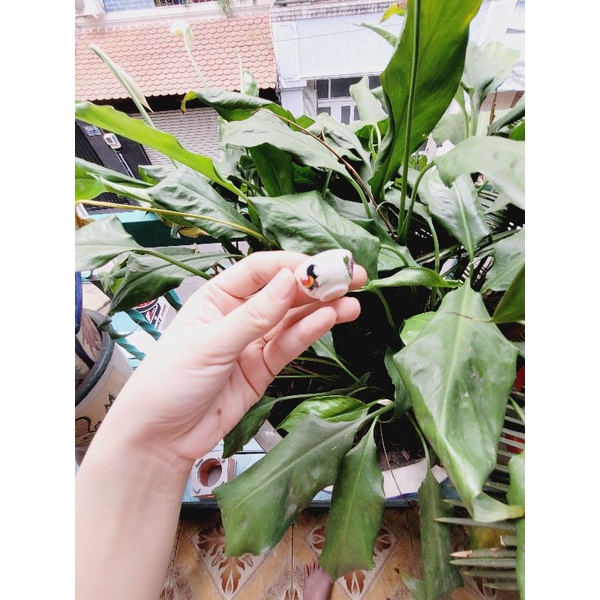 Chén - Dĩa Sứ cho Mô hình nấu ăn mini Hoặc trưng trong dollhouse,miniature