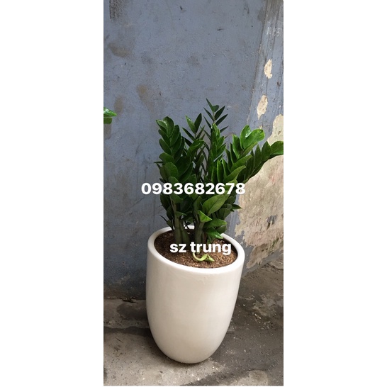 Cây kim tiền sz trung