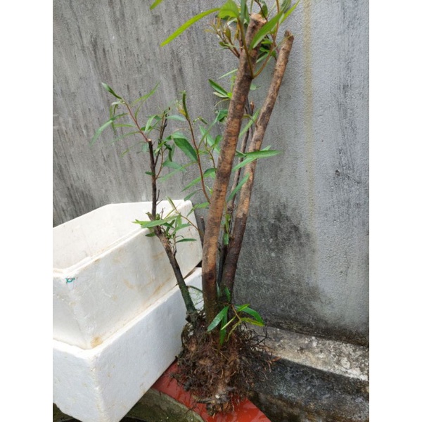 Rù Rì - cóc trắngCây Thủy Sinh Siêu Rẻ