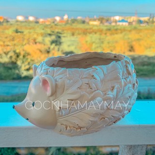 Chậu mini trồng sen đá, xương rồng hình Nhím