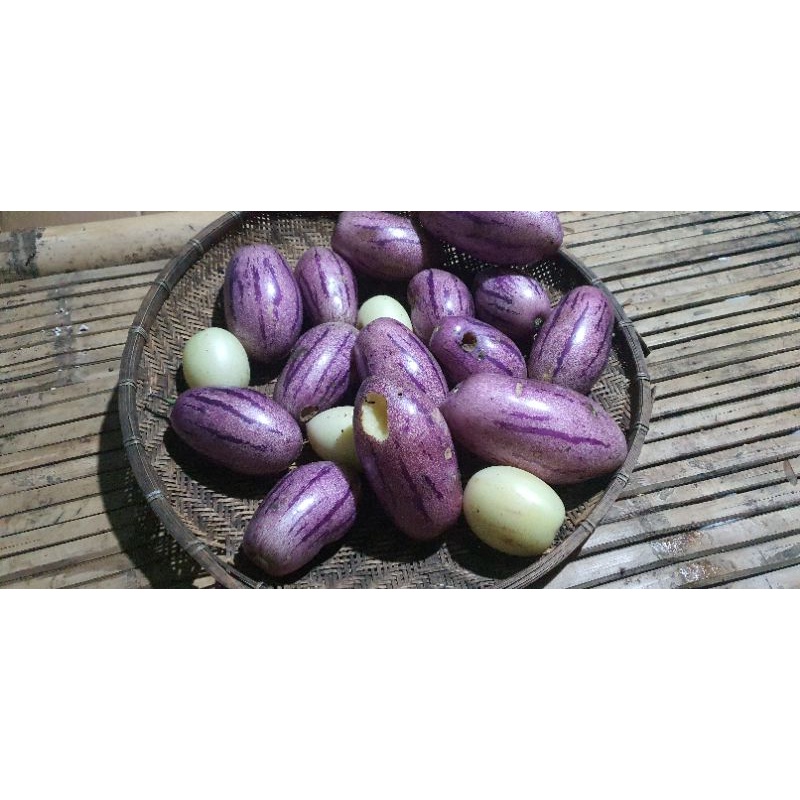 cây giống dưa hấu nam mỹ tím, dưa pepino tím