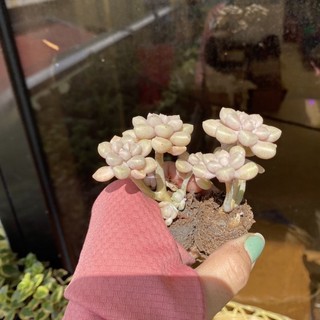 Sen đá mini ngẫu nhiên đơn 80k : 14h->21h có quà tặng ạ