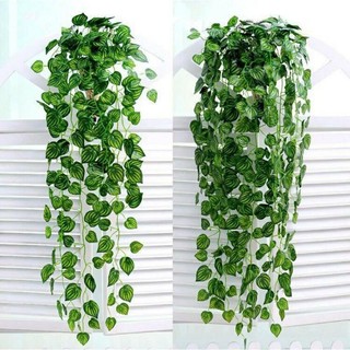 Dây leo trầu bà trang trí nhà cửa giá rẻ