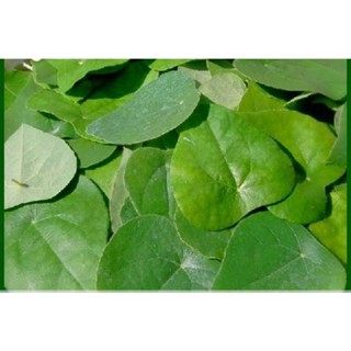 Lá sương sâm lông hữu cơ 100g