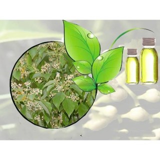Tinh dầu long não Lê Quế Chai10ml