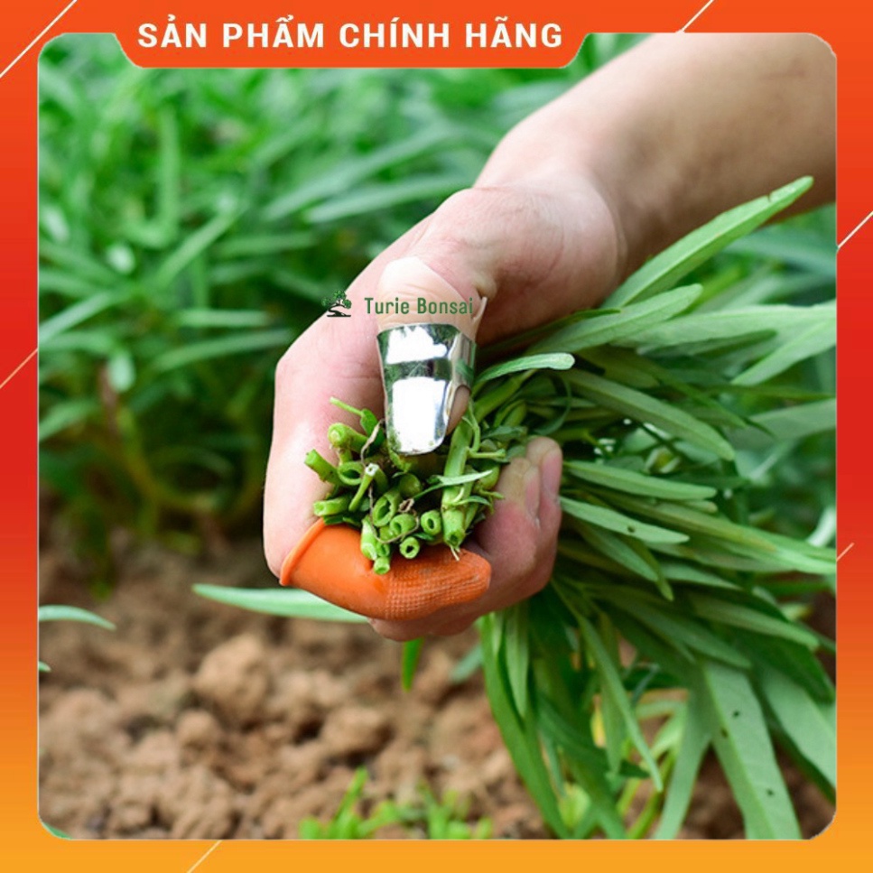 Bộ móng tay ngắt rau hái rau thu hoạch mùa màng bảo vệ ngón tay