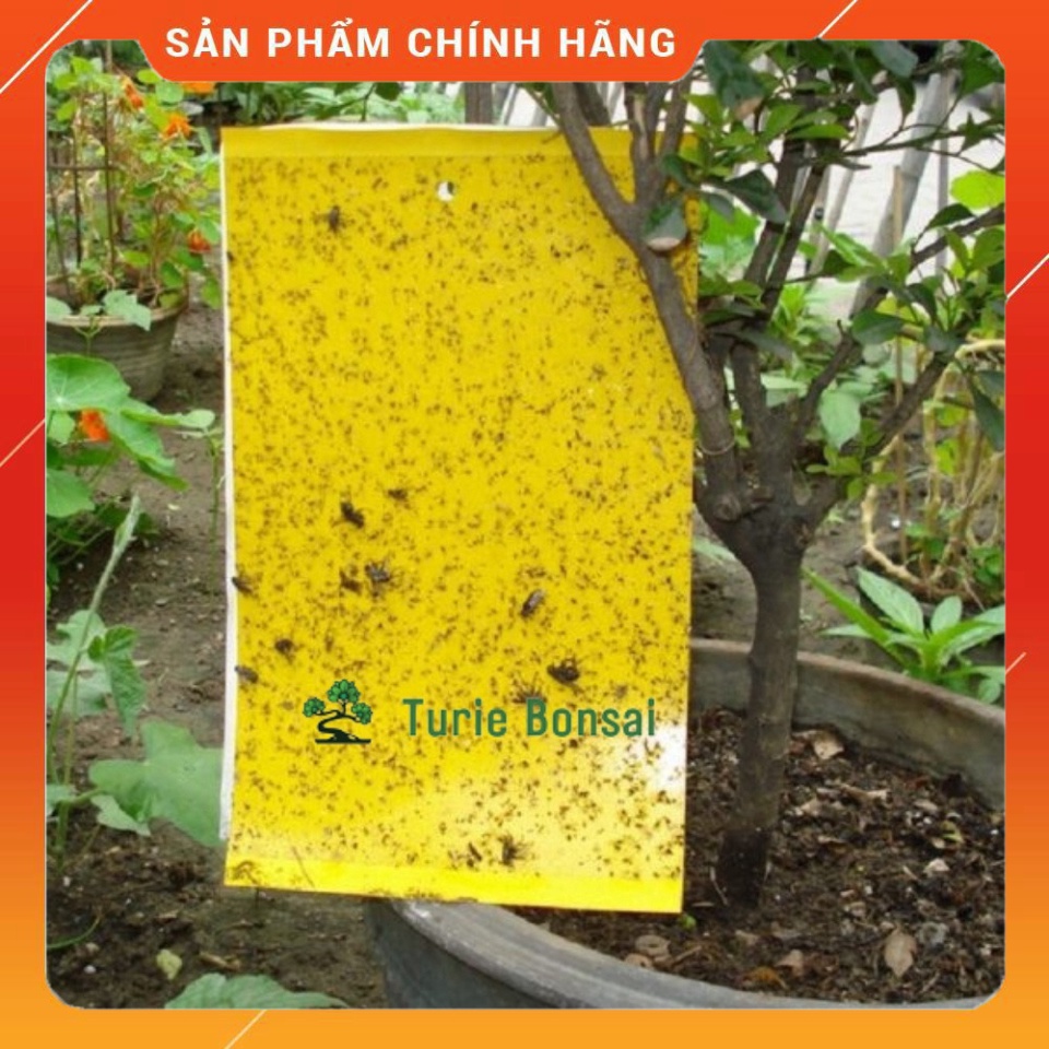 Miếng Dán Siêu Dính Ruồi Vàng - Bẫy Ruồi Vàng Và Các Loại Côn Trùng Gây Hại Cây Lan, Hoa Màu, Cây Ăn Trái - Kèm Dây Buộc
