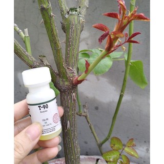 CHẾ PHẨM SIÊU KÍCH MẦM GỐC T90