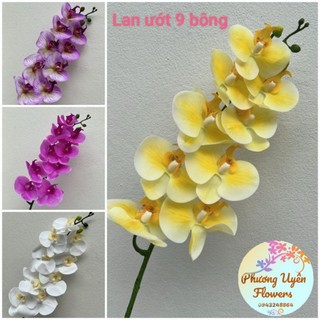 Lan cao su ướt 9 bông _ hàng nhập khẩu cao cấp