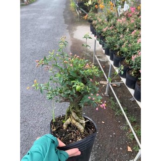 Hồng Ngọc  mai bonsai
