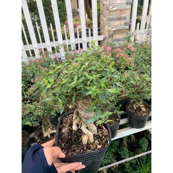 Hồng Ngọc mai bonsai