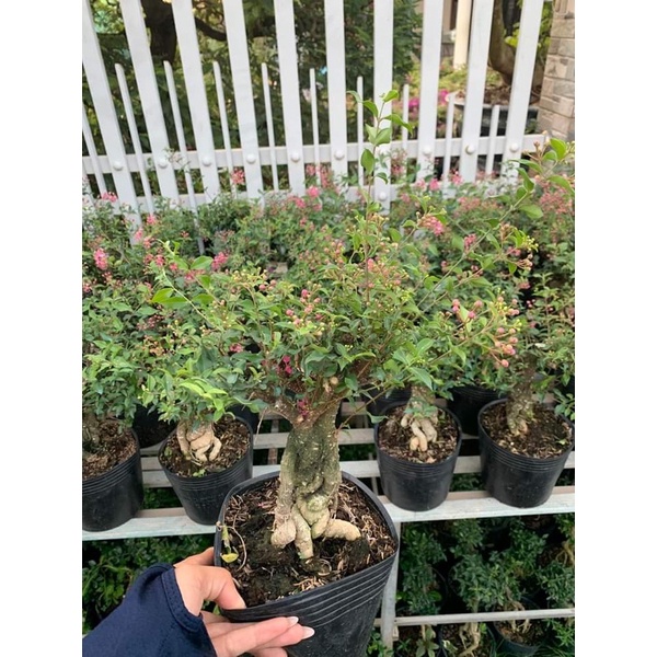 Hồng Ngọc  mai bonsai