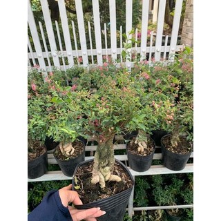 Hồng Ngọc mai bonsai